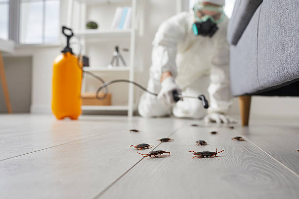 Commercial Rodent Management in Forestdale